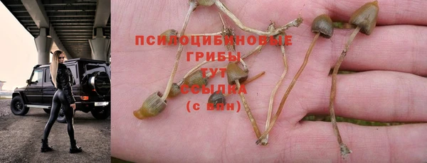 apvp Богданович